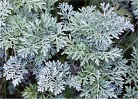 Artemisia absinthium Pelin otu fidesi