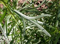 Artemisia dracunculoides Rus Tarhunu fidesi P7