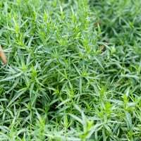 Artemisia dracunculus tarhun otu