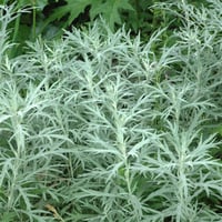Artemisia ludoviciana Silver Queen Yarıbodur Pelin Otu fidesi