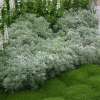 Artemisia Schmidtiana Nana Bodur Pelin Otu fidesi
