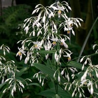 Arthropodium cirrhatum Yeni Zelanda Zambağı