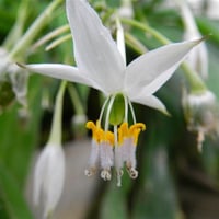 Arthropodium cirrhatum Yeni Zelanda Zambağı