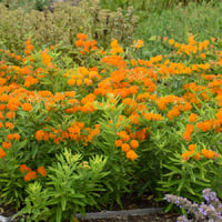 Asclepias tuberosa Kelebek Otu, Pire Çiçeği fidesi
