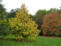 Asiminia triloba Pawpaw fidanı