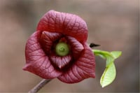 Asiminia triloba Pawpaw fidanı