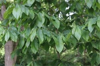 Asiminia triloba Pawpaw fidanı