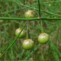 Asparagus officinalis Mary Washington Kuşkonmaz fidesi