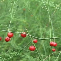 Asparagus officinalis Mary Washington Kuşkonmaz fidesi