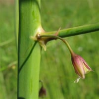 Asparagus officinalis Mary Washington Kuşkonmaz fidesi