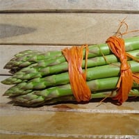 Asparagus officinalis Mary Washington Kuşkonmaz fidesi