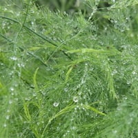 Asparagus officinalis Mary Washington Kuşkonmaz fidesi