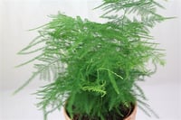 Asparagus plumosus nana Cüce Kuşkonmaz fidanı