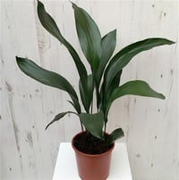 Aspidistra elatior Salon Yaprağı fidanı