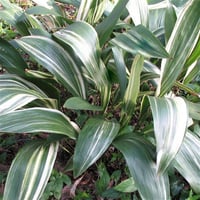 Aspidistra elatior Variegata Alacalı Salon Yaprağı fidanı