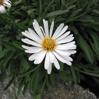Aster alpinus Albus aster saraypatı fidesi