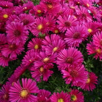 Aster dumosus Alice Haslam Katlı pembe aster fidesi