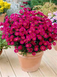 Aster Jenny aster saraypatı fidesi