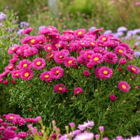 Aster Jenny aster saraypatı fidesi