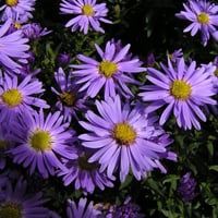 Aster Lady in Blue aster saraypatı fidesi