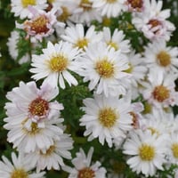 Aster Niobe aster saraypatı fidesi