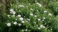 Aster Schneekissen aster saraypatı fidesi