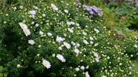 Aster Schneekissen aster saraypatı fidesi