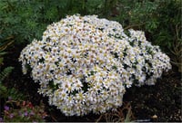 Aster Schneekissen aster saraypatı fidesi