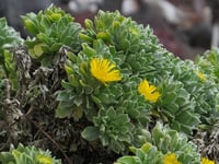 Asteriscus sericeus kanarya adası papatyası