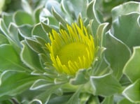 Asteriscus sericeus kanarya adası papatyası
