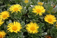Asteriscus sericeus kanarya adası papatyası