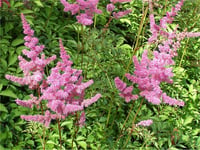 Astilbe arendsii Amethyst Yalancı keçi sakalı fidesi