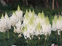 Astilbe arendsii Weisse Gloria Yalancı keçi sakalı fidanı