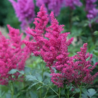 Astilbe Astary Rose Yalancı Keçi Sakalı fidesi