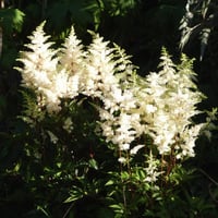 Astilbe Astary White Yalancı Keçi Sakalı fidesi