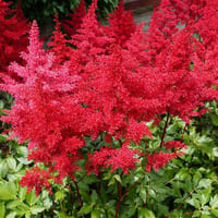 Astilbe Etna Yalancı keçi sakalı fidesi