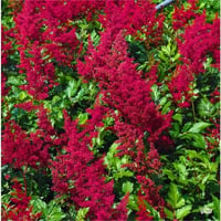 Astilbe japonica Red Sentinel Yalancı keçi sakalı fidesi