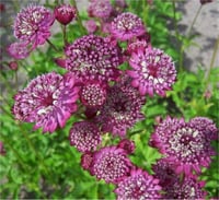 Astrantia carniolica rubra Yıldızca imparator otu Havai fisek çiçeği fidesi