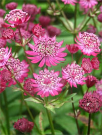 Astrantia carniolica rubra Yıldızca imparator otu Havai fisek çiçeği fidesi