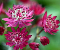 Astrantia rubby Wedding Yıldızca imparator otu Havai fisek çiçeği fidesi