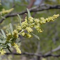 Atriplex canescens Dört Kanatlı Tuz çalısı fidanı
