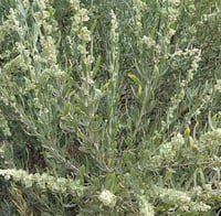Atriplex canescens Dört Kanatlı Tuz çalısı fidanı