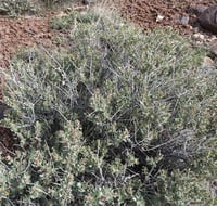 Atriplex canescens Dört Kanatlı Tuz çalısı fidanı
