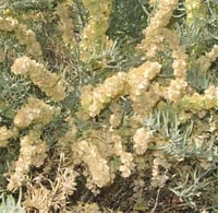 Atriplex canescens Dört Kanatlı Tuz çalısı fidanı