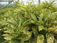 Aucuba japonica Crotonifolia Akuba Keklik Kanadı fidanı