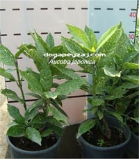 Aucuba japonica Variegata Akuba Aküba Keklik Kanadı fidanı