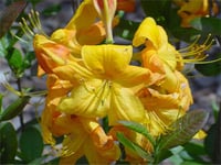Azalea knaphill Klondyke Açelya fidanı