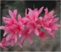 Azalea obsutum Frosted Manela Açelya fidanı