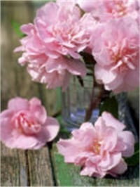 Azalea obsutum Marlene Vuyk Açelya fidanı