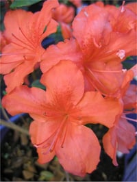 Azalea obsutum Vuyks Orange Açelya fidanı